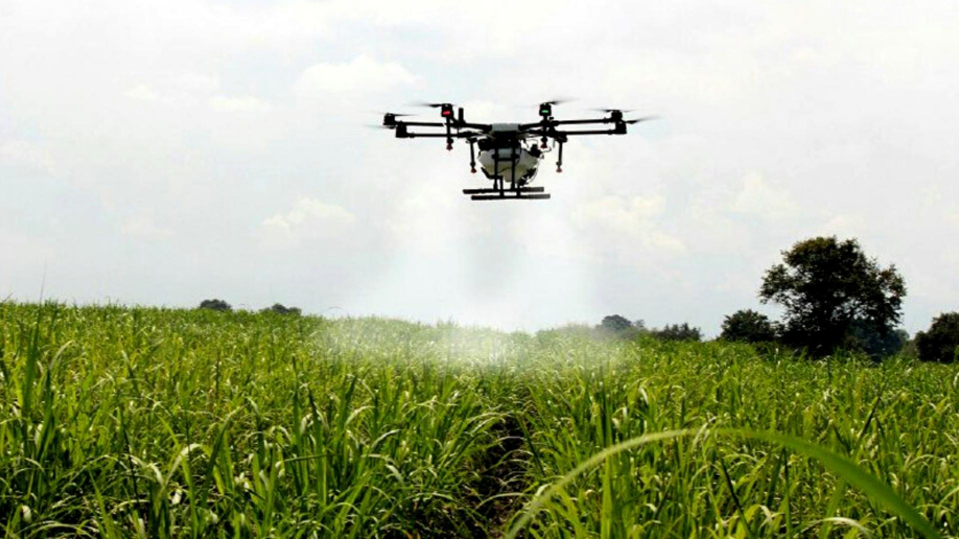 Dron en cañaveral cubano. Foto: ACN