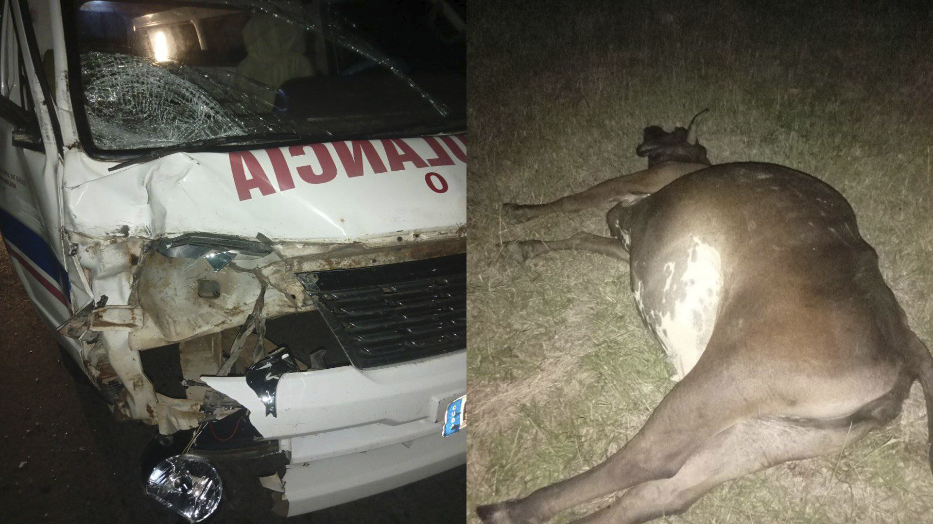 Ambulancia impacta contra vaca en Ciego de Ávila