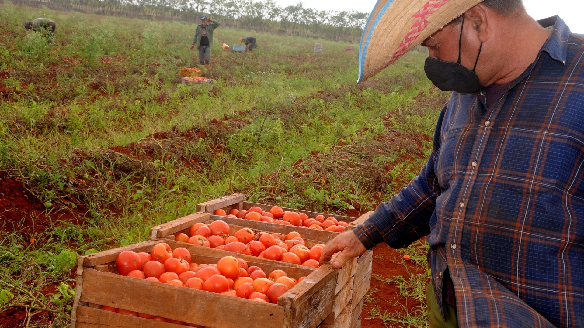 "Hoy se encuentra demasiado maduro y solo puedo enviarlo a la industria, pero entonces cuesta la mitad del que va hacia el consumo", agregó el campesino cubano