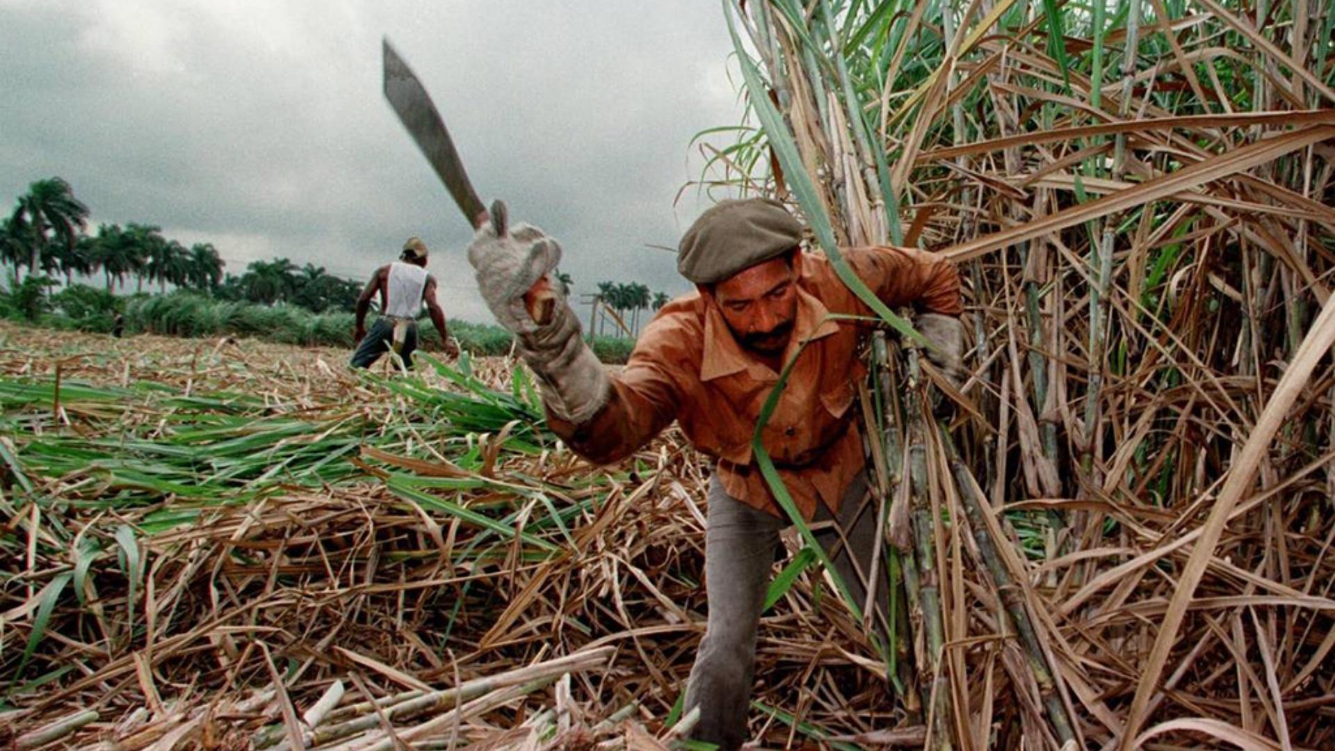 Trabajador azucarero cubano en plena zafra (Cubaencuentro)