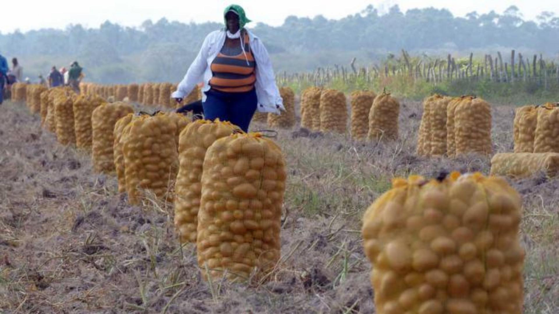 Cosecha de papas en Cuba. Foto: Granma