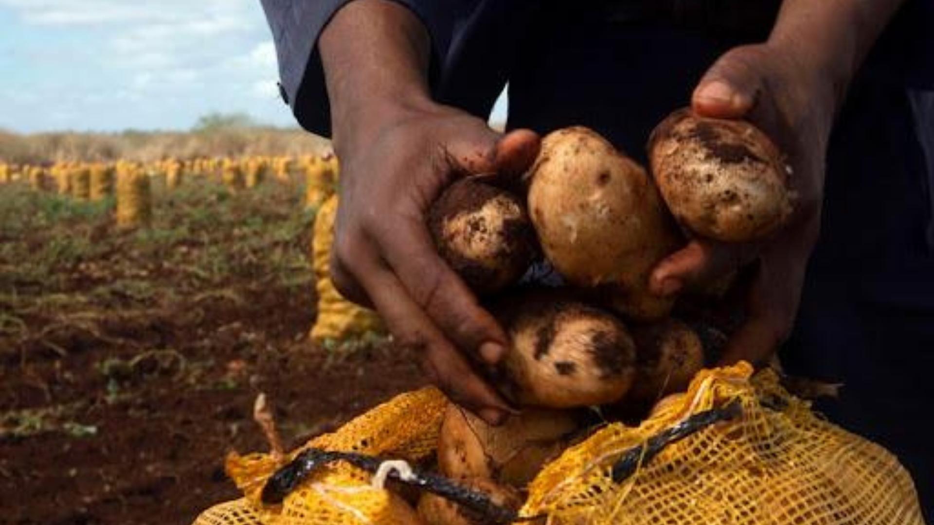 Cuba incumple en 27 mil papas su plan de 2022. Foto: Granma