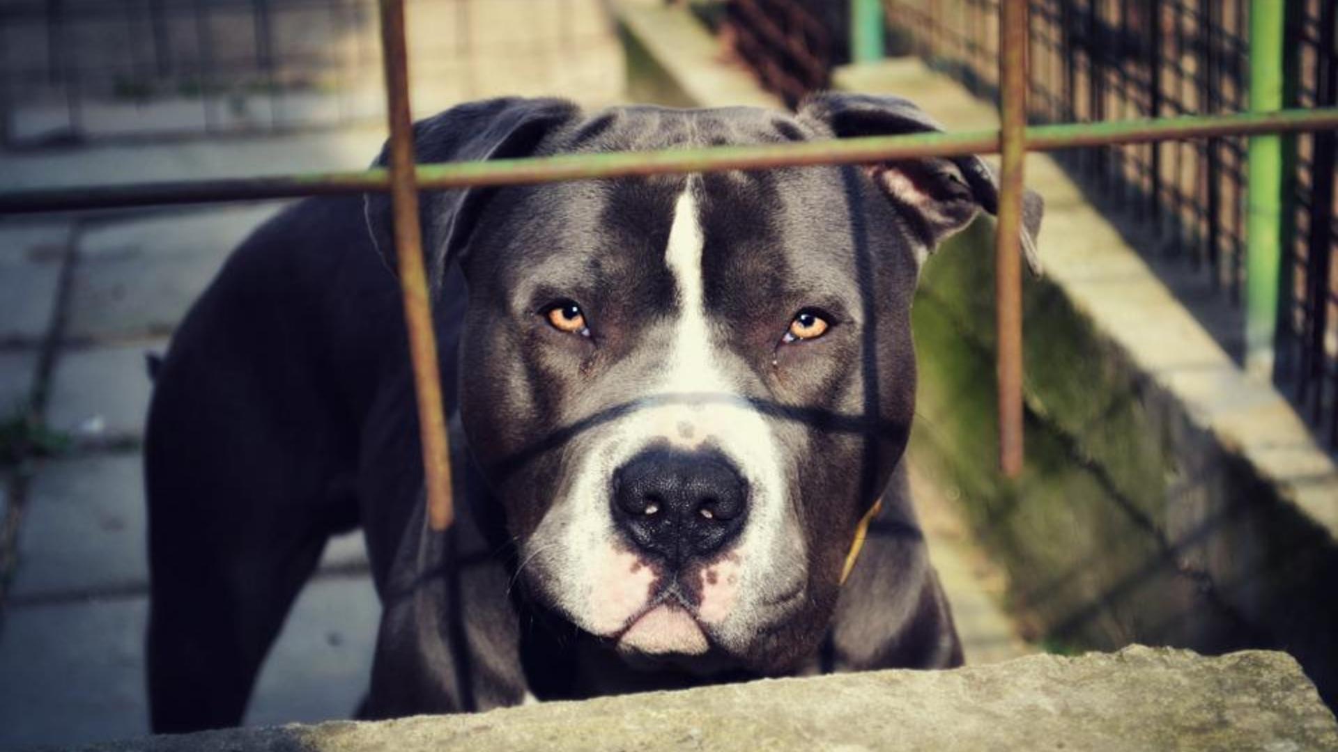 Perro pitbull. Foto: Pixabay