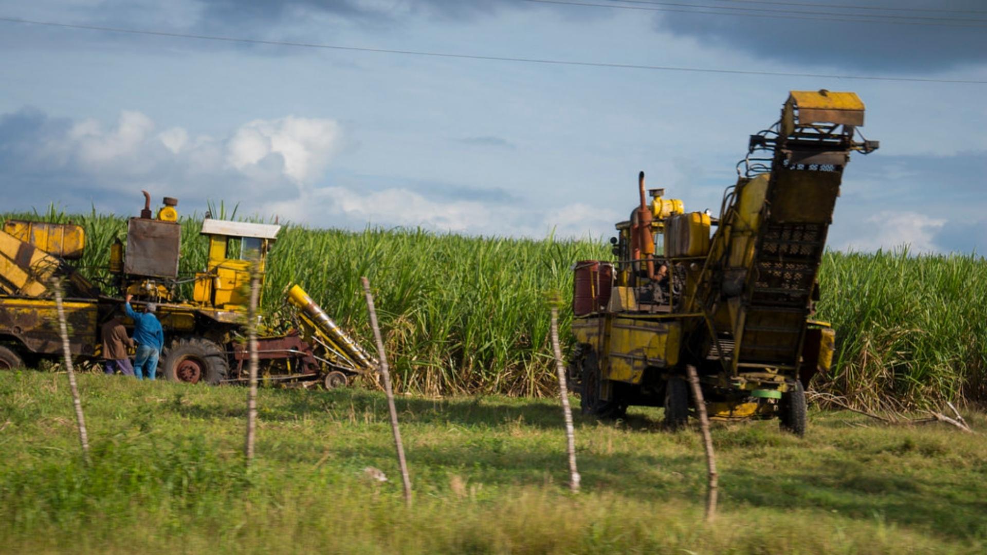 Cosecha de caña de azúcar en Cuba.