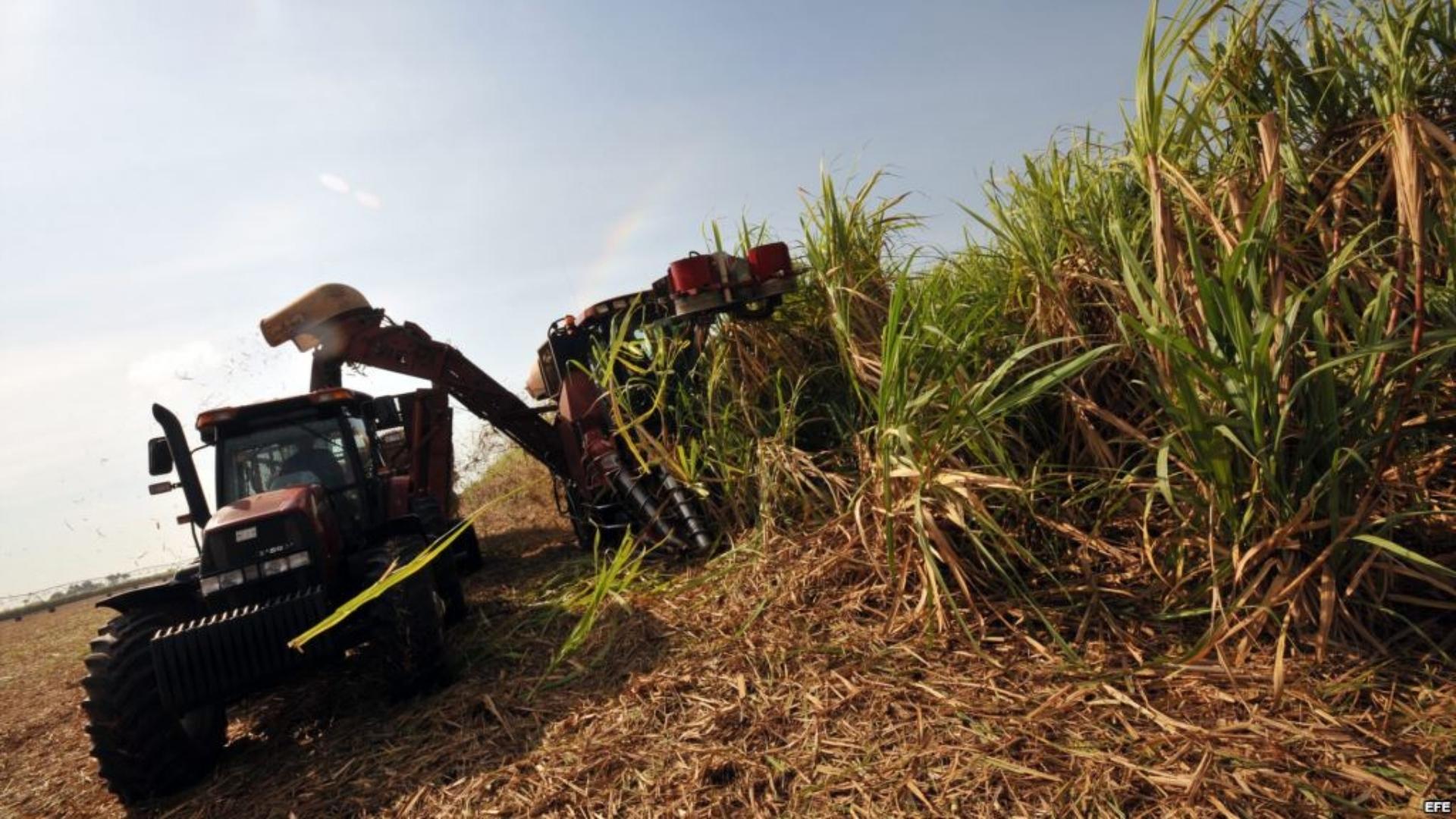 Cosecha de caña en Cuba. Foto: FAO