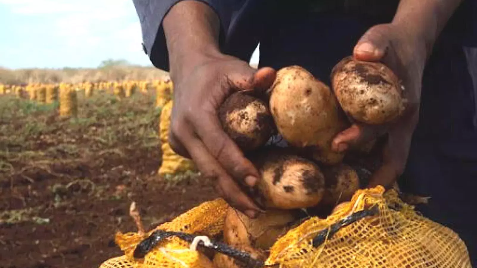 Cosecha de papas en Cuba