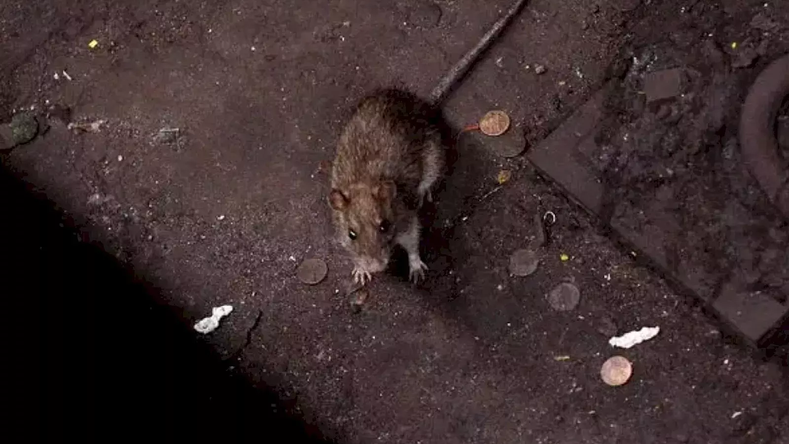 Ratas en la calle