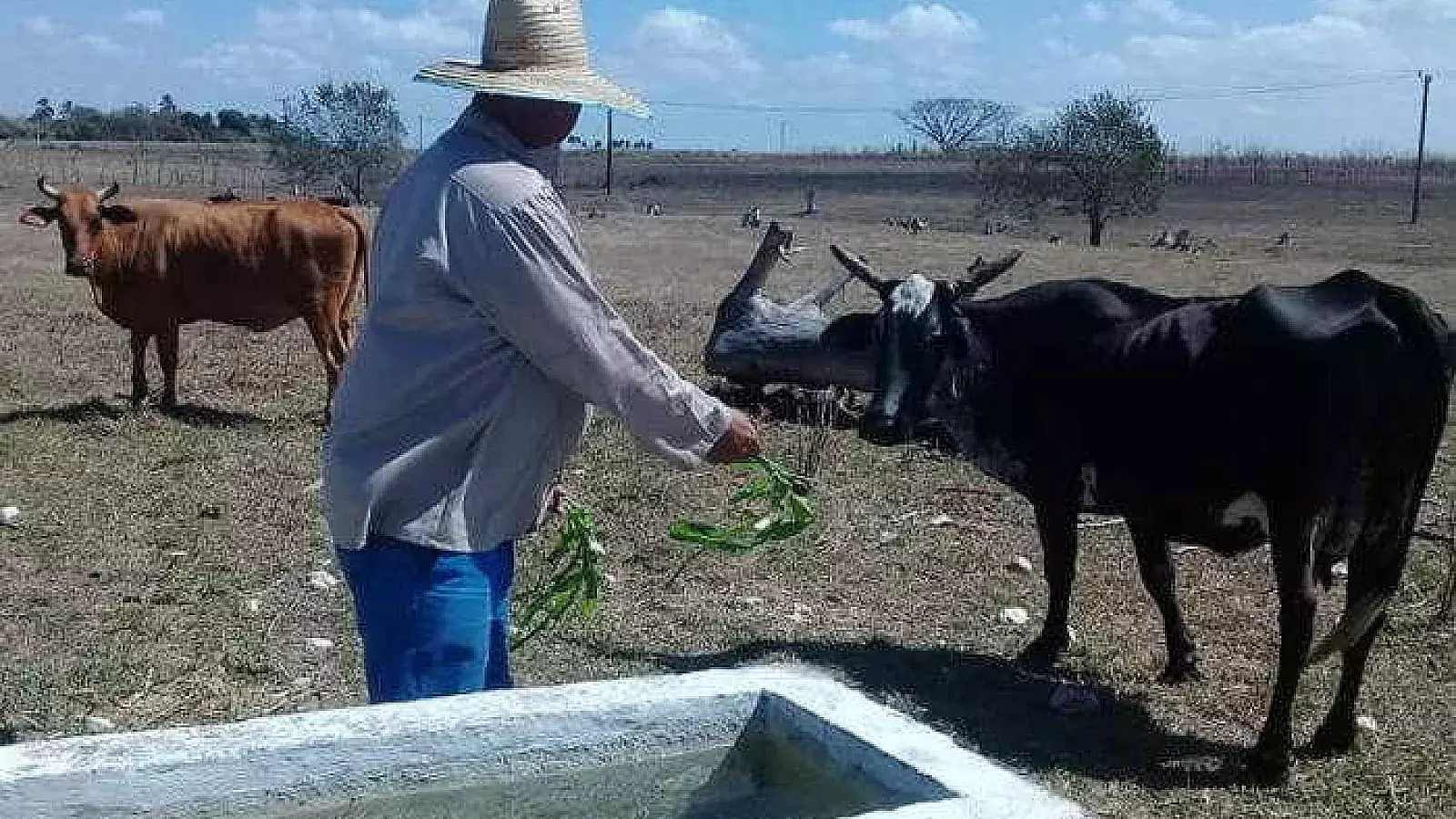 Campesinos cubanos denuncian aumento de hurto de ganado mayor