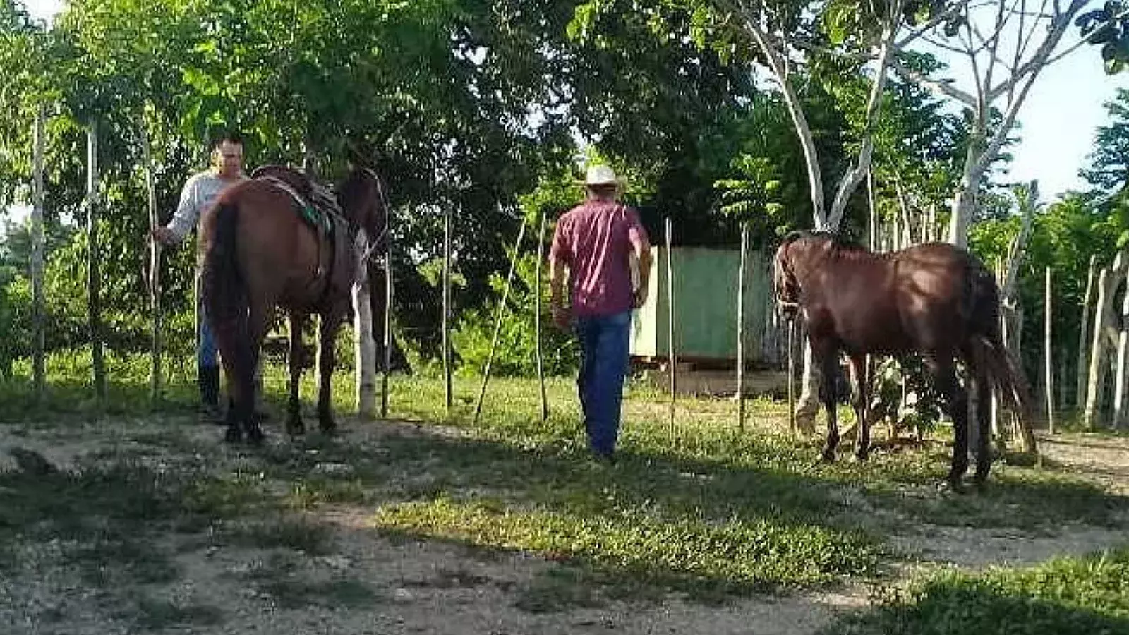 Caballos en Sancti Spíritus