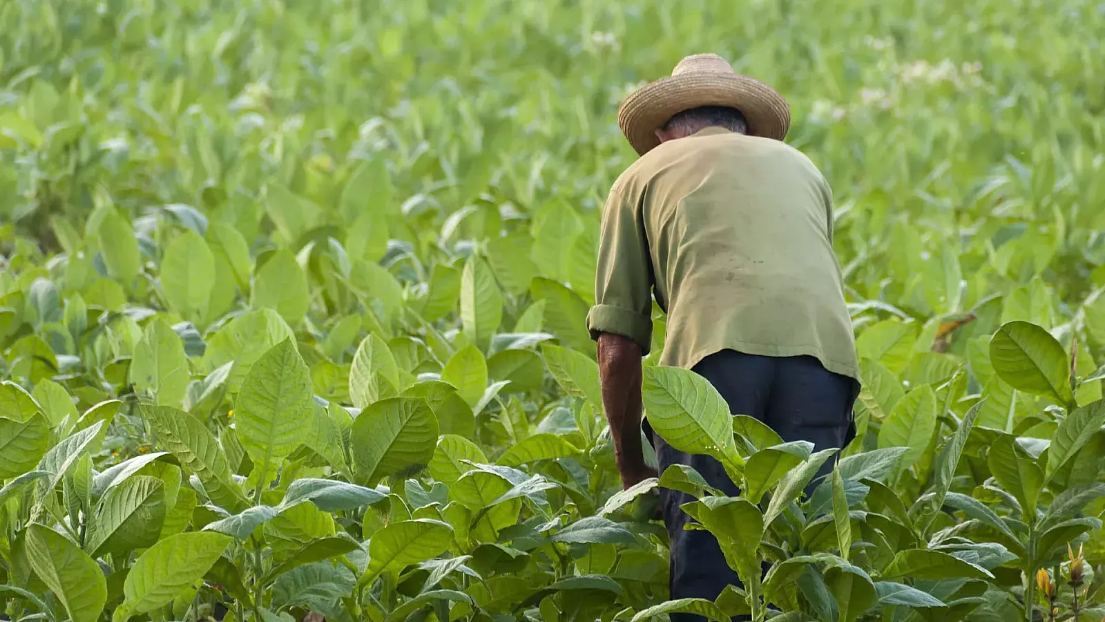 La agricultura cubana va en picada desde hace décadas