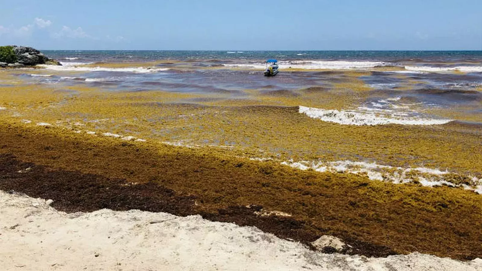 Olas de sargazos en el Caribe