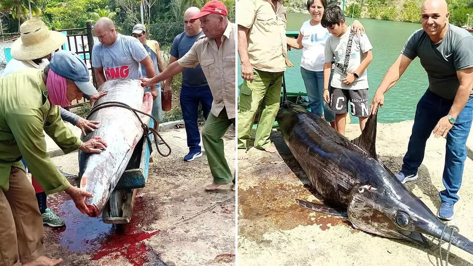Se trata de un ejemplar de gran tamaño