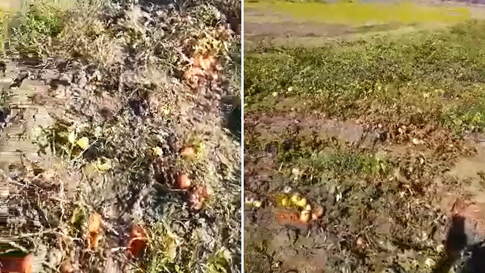 El agricultor compartió un video donde se ven los tomates podridos