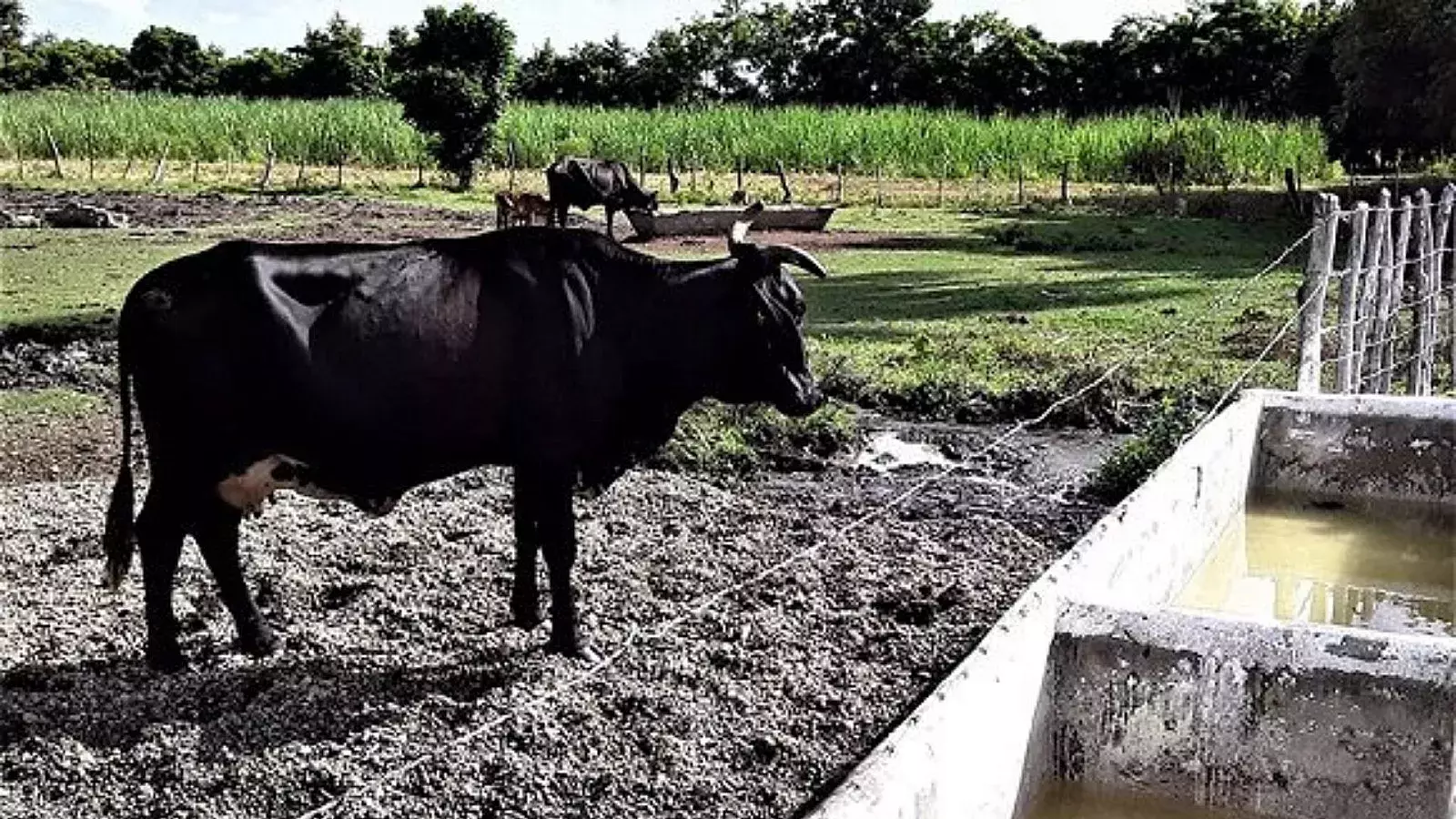 Vacas en Cuba.