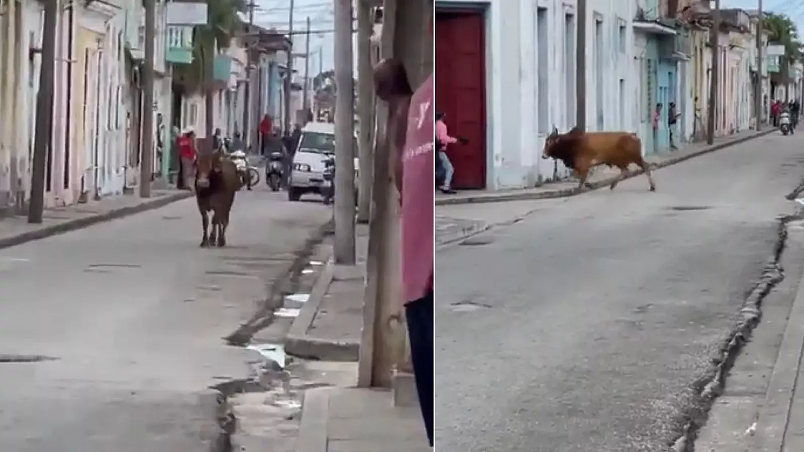 Toro en Sancti Spíritus