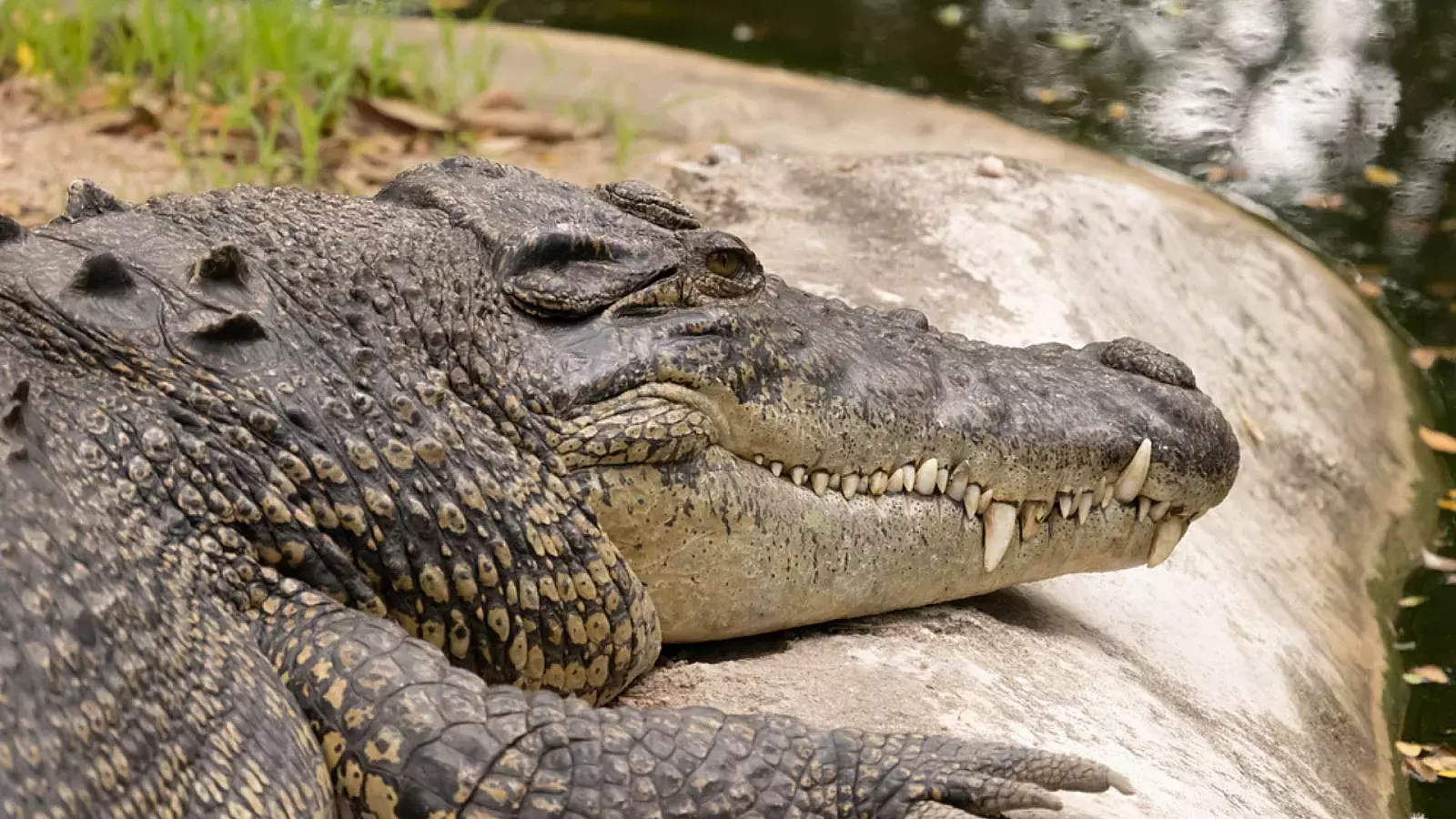 Caimán de seis pies muerde a hombre de 79 años mientras daba un paseo en Florida