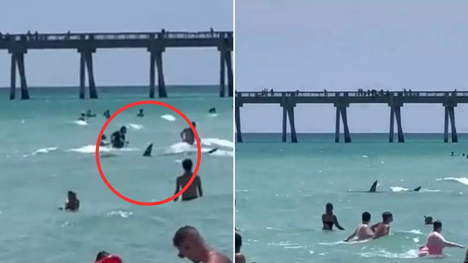 VIDEO: Aterrador momento en que tiburón sorprende a bañistas en playa de Florida