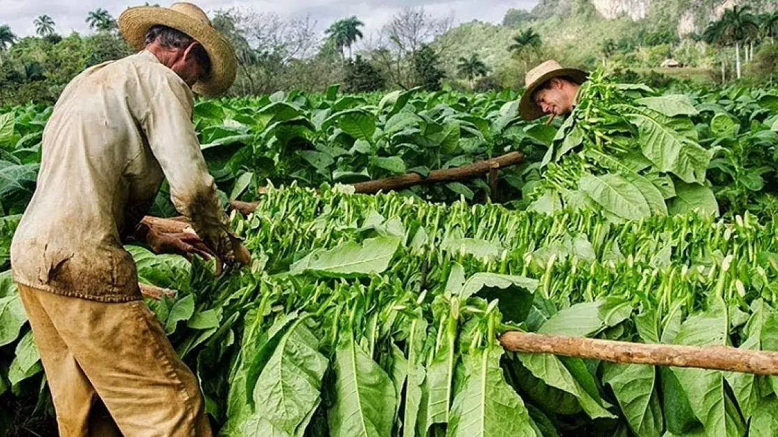 Cosecha de tabaco en Pinar del Río