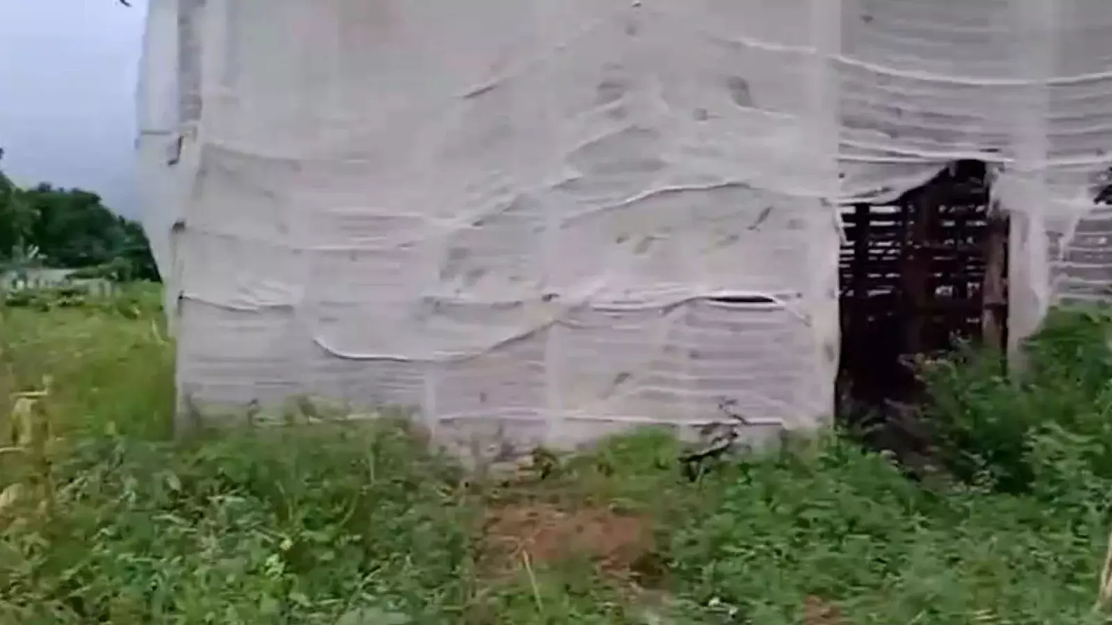 Cultivo del tabaco en Pinar del Río