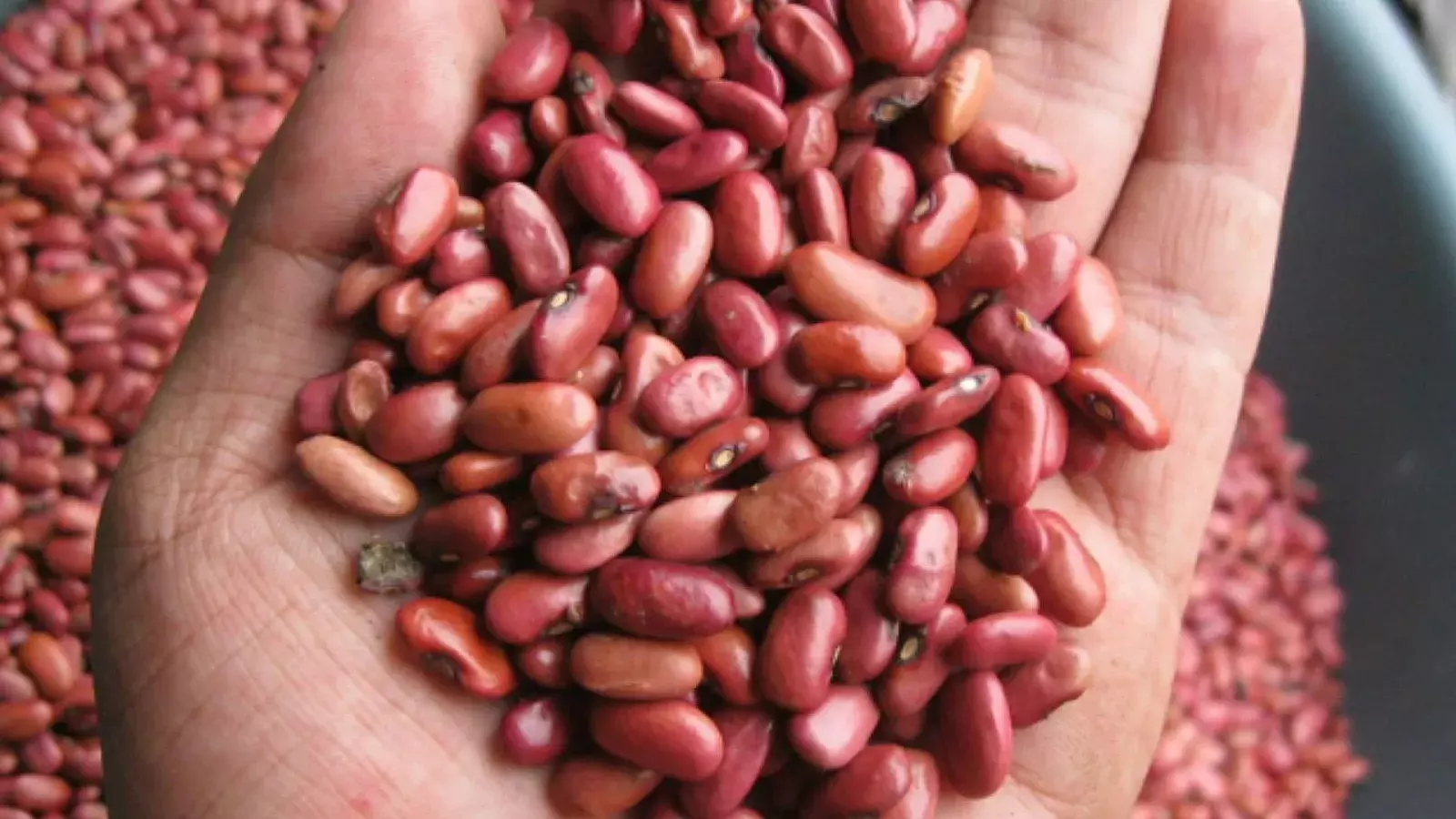 Frijoles