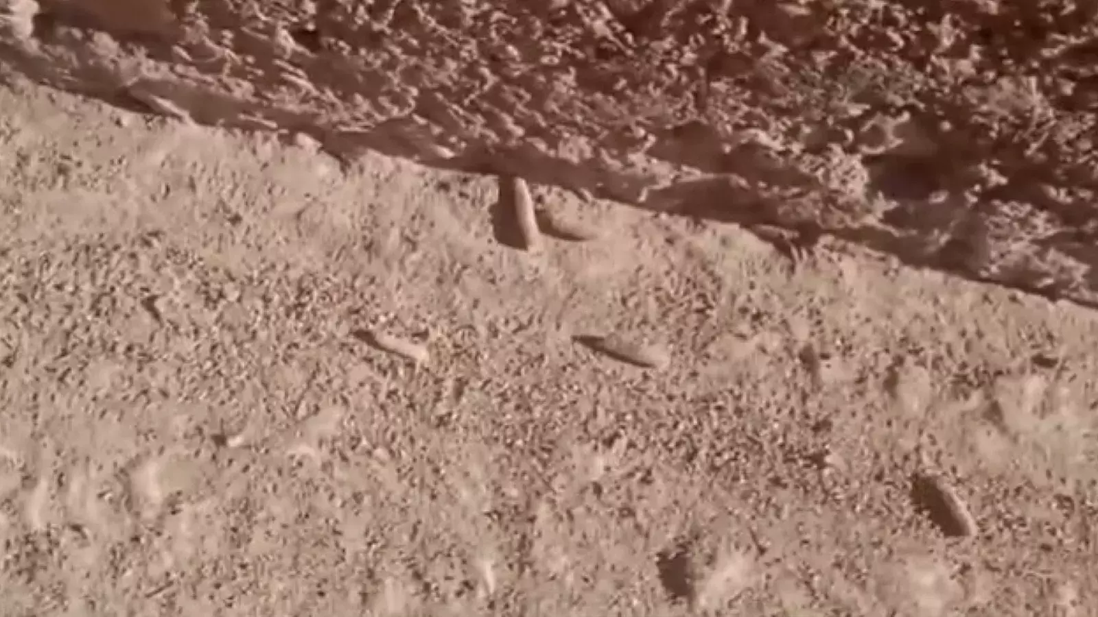 Gusanos en Jaimanitas