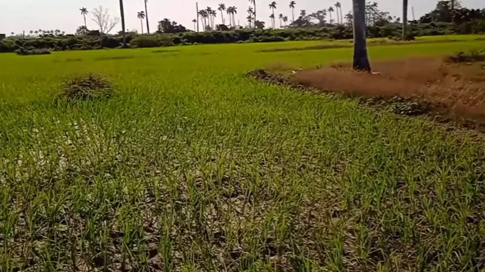 Sembrado de arroz en Pinar del Río