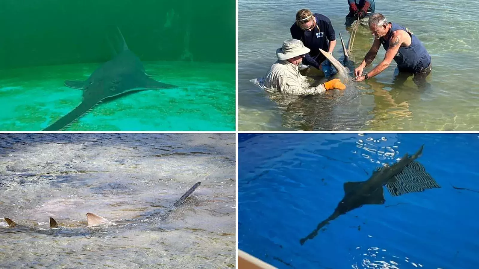 Alerta en Florida por peces sierra que giran y dan vueltas hasta morir