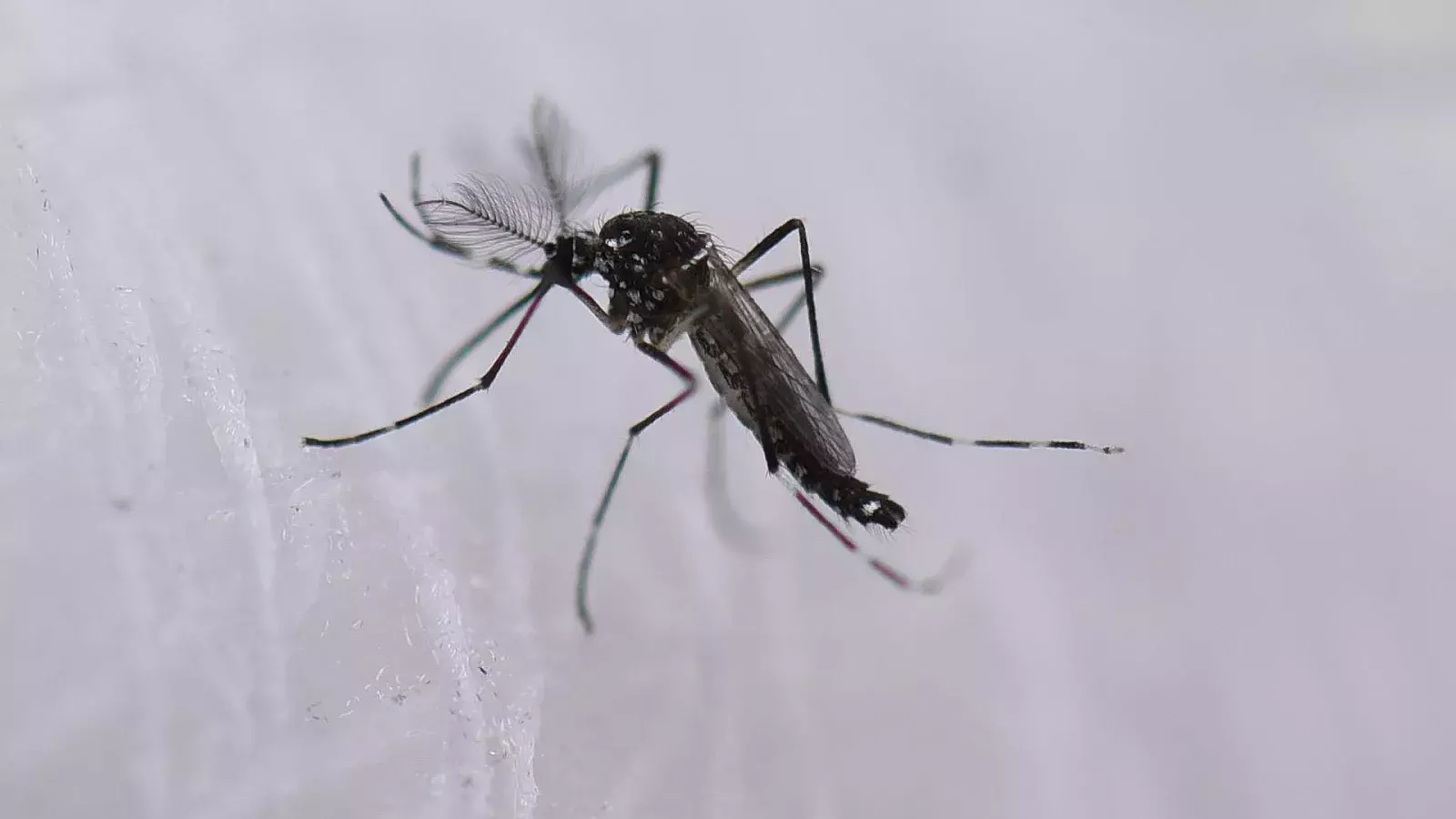 EE.UU. alerta de amenaza de dengue en el país tras dispararse los casos en el mundo