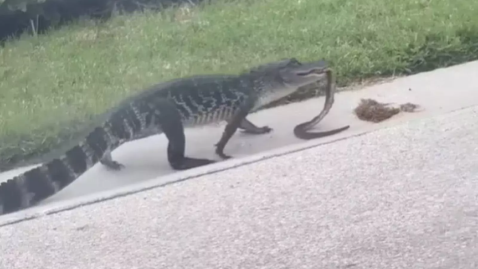 Video: caimán se pasea mientras devora a una serpiente