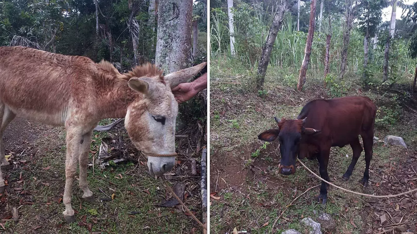 Animales que se llevaron de la finca de los Urquiola