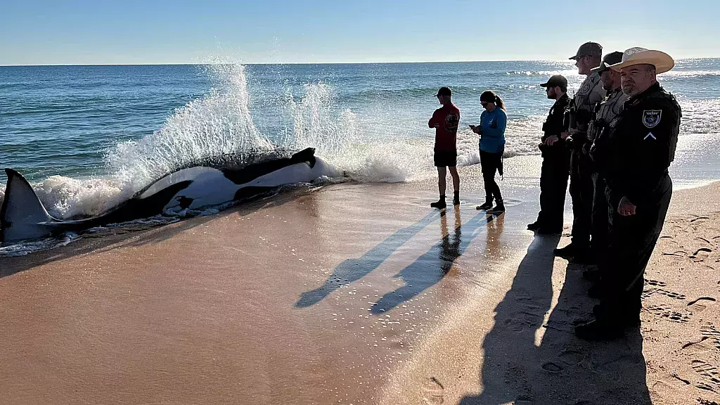 Orca de 21 pies muere tras quedarse varada en playa de la Florida