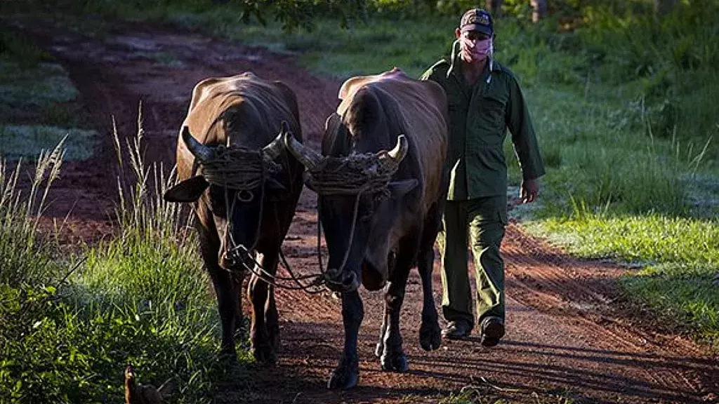 Campesino cubano. Imagen de referencia