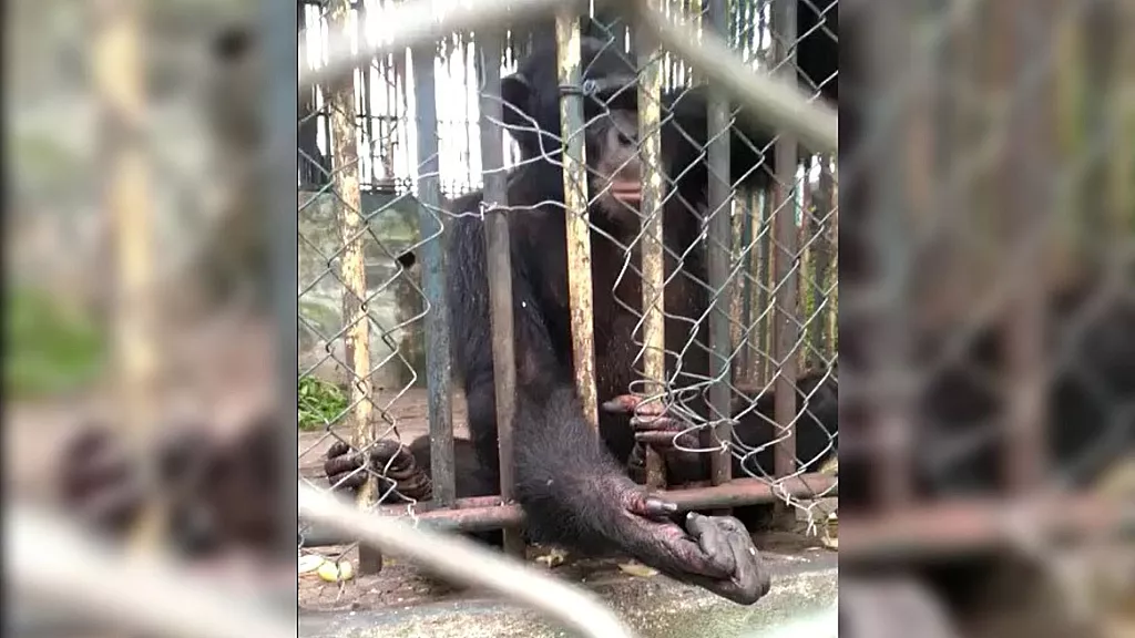 Animales en el Parque zoológico de Santiago de Cuba