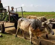 Campesinos cubanos