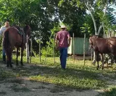 Caballos en Sancti Spíritus