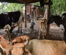 Crisis de leche en Cuba