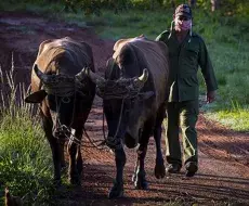 Campesino cubano. Imagen de referencia