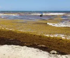 Olas de sargazos en el Caribe