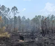 Más de 800 hectáreas han sido afectadas por incendios en Pinar del Río.